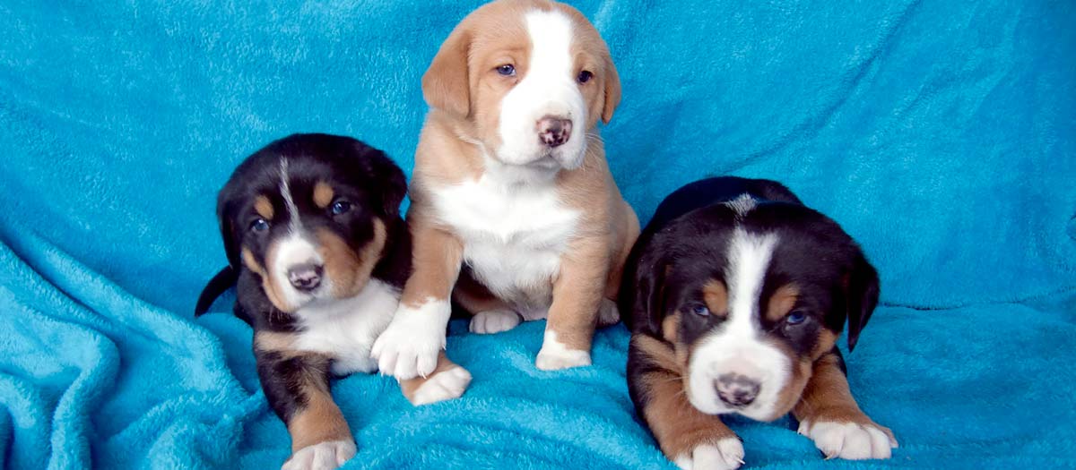 Swissdog Welpen